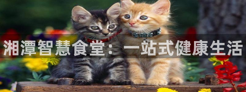 尊龙凯时为什么输了钱